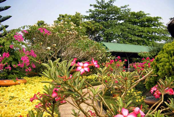 Фруктовые сады на берегах Дельты Меконга