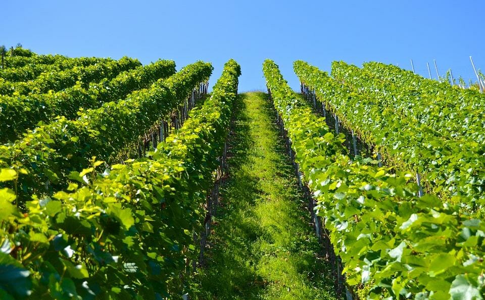 110.000 гектаров виноградников