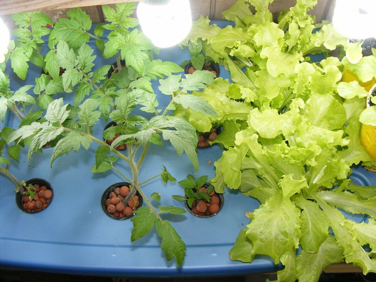 13 Vertical Farming Innovations That Could Revolutionize Agriculture 13 Vertical Farming Innovations That Could Revolutionize Agriculture