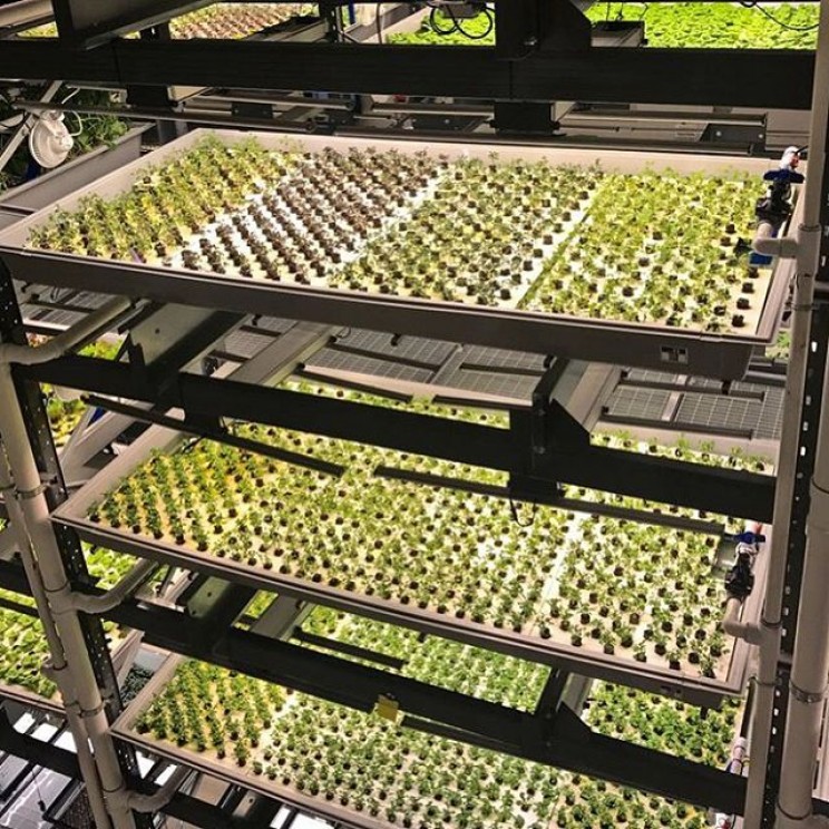 13 Vertical Farming Innovations That Could Revolutionize Agriculture 13 Vertical Farming Innovations That Could Revolutionize Agriculture