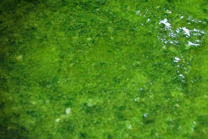 Mojo Verde - Зелёный соус