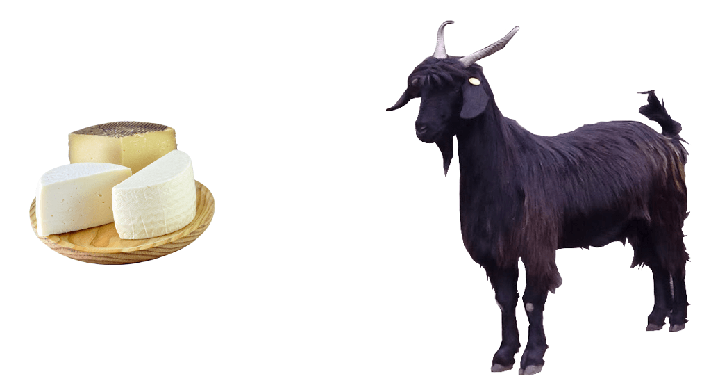 Козий сыр на Тенерифе