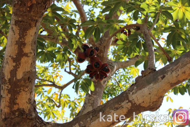 Плоды дерева Стеркулия