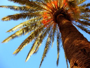 Tree in Spain