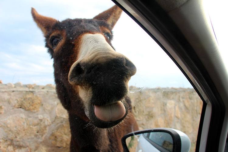 Дикие ослики помыли машину