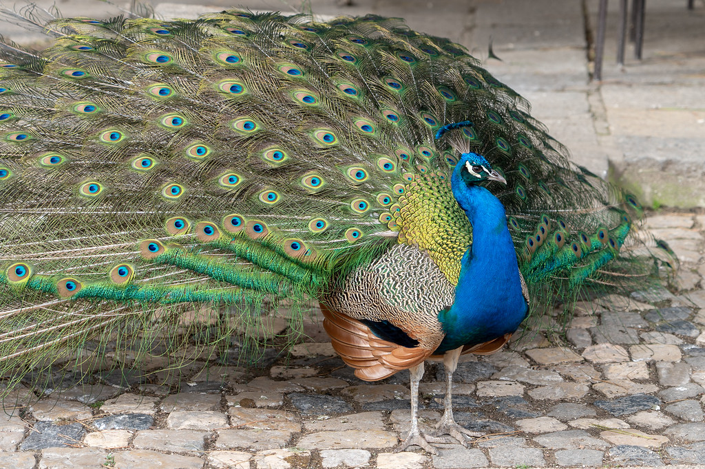 Peacock at Castelo de São Jorge in Lisbon