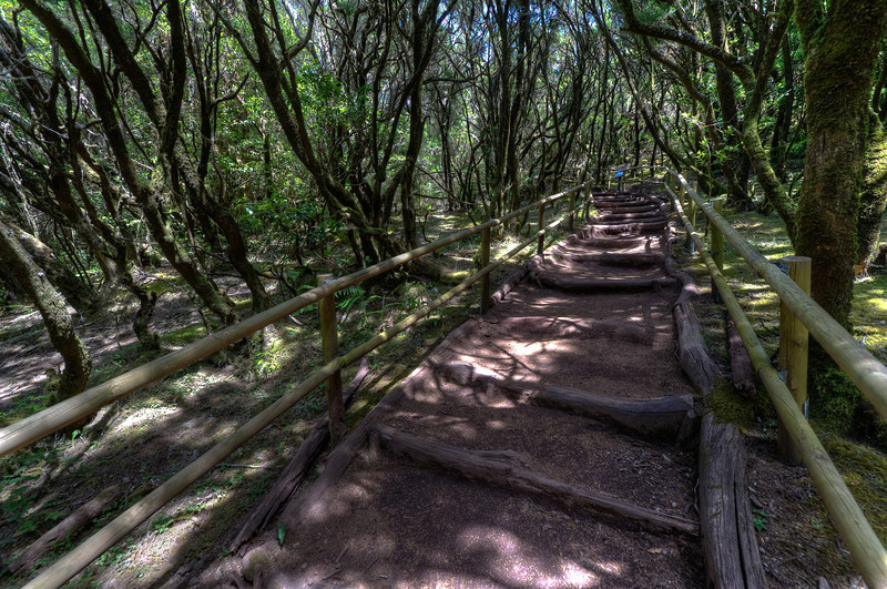 Garajonay National Park on the island of La Gomera