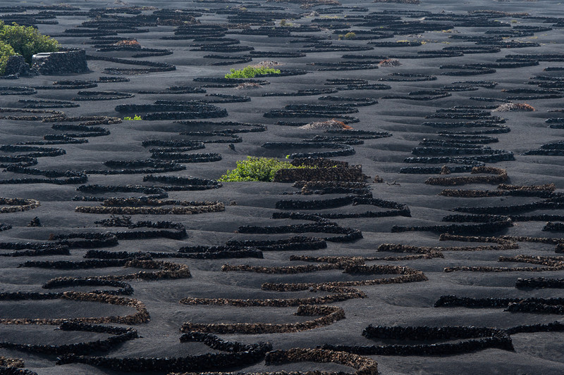 Vineyards on Lanzarote