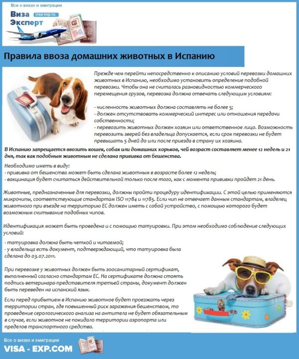 Правила ввоза домашних животных в Испанию