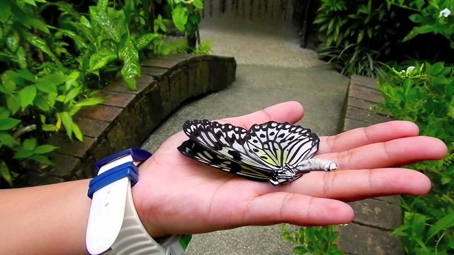 Бабочка в Ботаническом саду