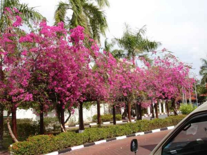 В городе много зелени