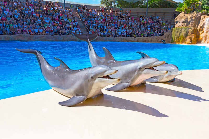 Loro Park shows dolphins