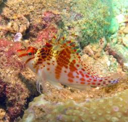 Период времени с начала весны по начало осени - наилучший для лицезрения красот морских глубин.